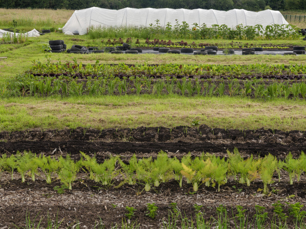 Grow farm primary school